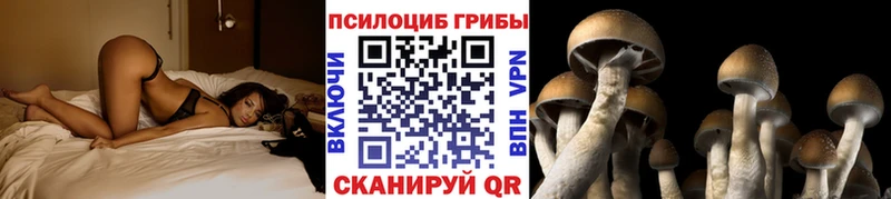 Купить  Семёнов  Псилоцибиновые грибы Psilocybe 